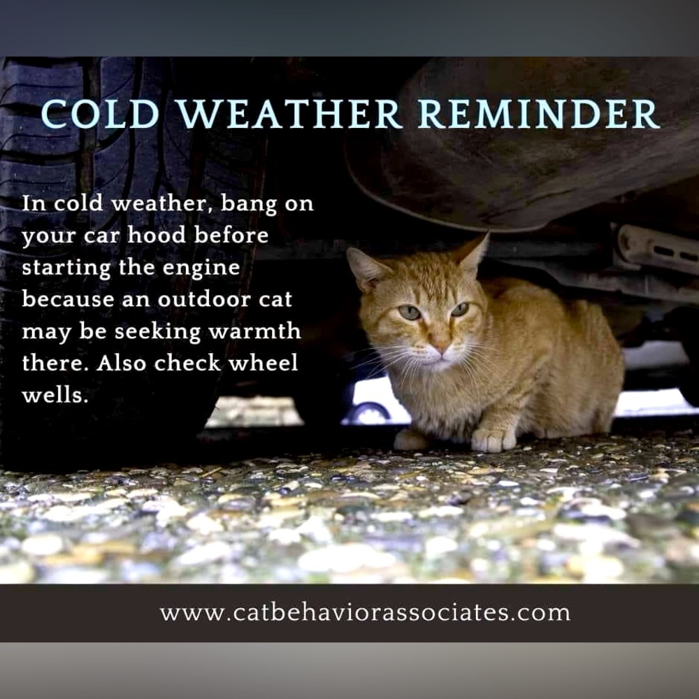Protect the kitties and other wildlife this winter!